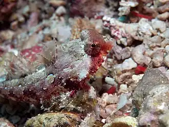 Synchiropus bartelsi