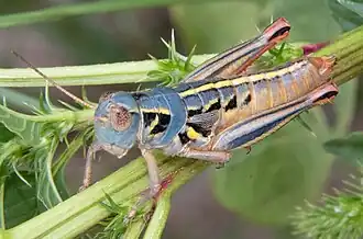 Barytettix humphreysii