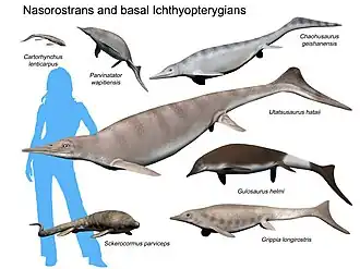 Ichthyosauriformes
