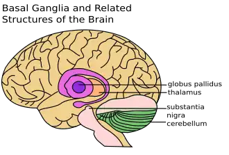 De globus pallidus is de roze ronde vorm in het midden.