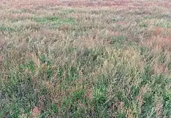 Rompgemeenschap met schapenzuring