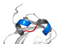 Helix-lus-helix-motief van de ARNT. Twee α-helices (blauw) zijn verbonden door een korte lus (rood).[3]