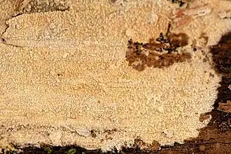 Korrelige tandjeszwam