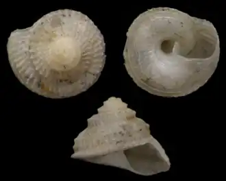 Basilissopsis watsoni