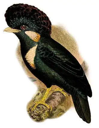 Grote koningsspreeuw