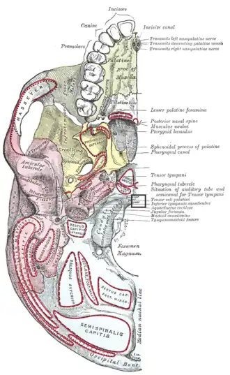 Het basion ligt midden op de voorrand van het foramen magnum
