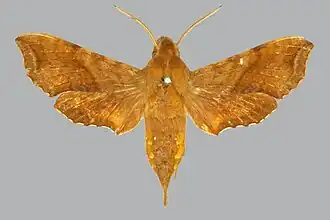 Basiothia aureata