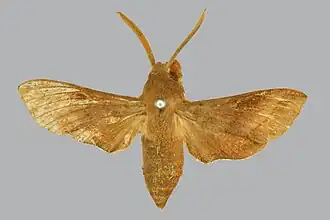 Basiothia laticornis