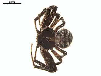 Bassaniana utahensis