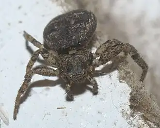 Bassaniana versicolor