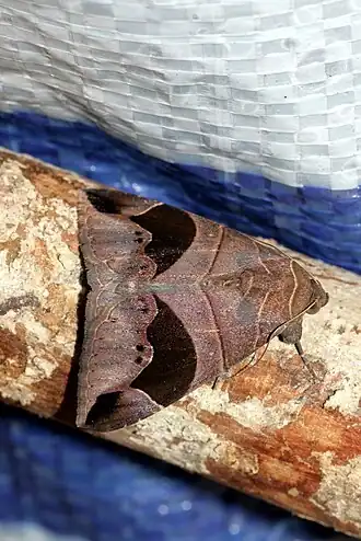 Parallelia curvisecta