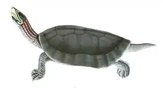 Gewone dakschildpad