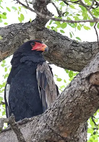 Roofvogel met prachtige kleuren.