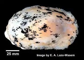 Bathyberthella antarctica