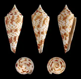 Conus comatosa
