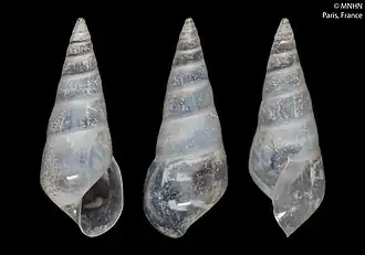 Bathycrinicola micrapex