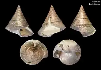 Bathyfautor coriolis