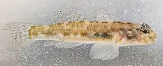 Bathygobius cocosensis