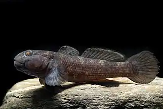 Bathygobius meggitti