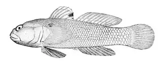 Bathygobius panayensis