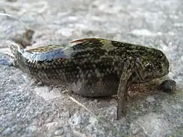 Bathygobius soporator