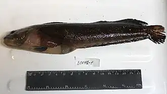 Bathymaster leurolepis