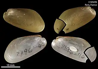 Bathymodiolus heckerae