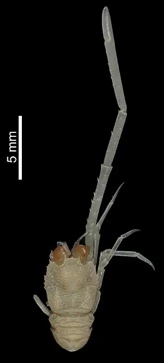 Bathymunida eurybregma