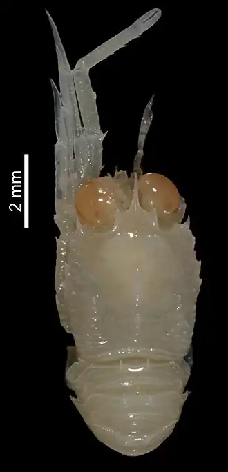 Bathymunida nebulosa