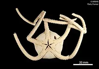 Bathypectinura heros