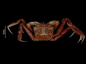 Bathypluma forficula