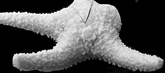 Bathyporania ascendens