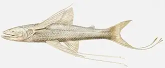 Bathypterois viridensis