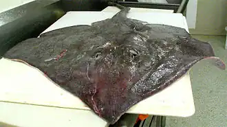 Bathyraja spinicauda