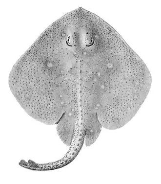 Bathyraja magellanica