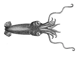 Bathyteuthis abyssicola
