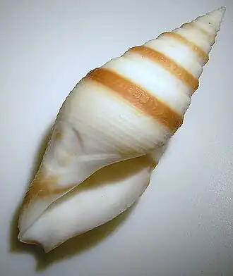 Bathytoma atractoides