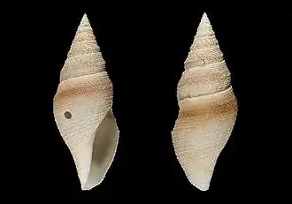 Bathytoma badifasciata