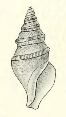 Bathytoma engonia