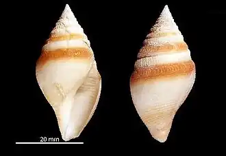 Bathytoma gordonlarki