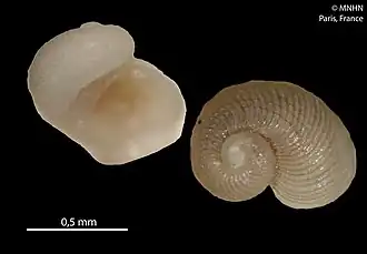 Bathyxylophila pusilla