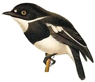 Rwenzorivliegenvanger