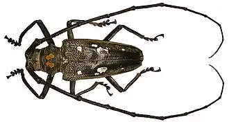 Batocera celebiana