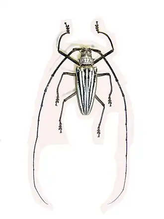 Batocera lamondi