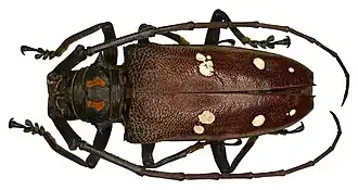 Batocera rubus