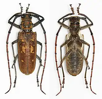Batocera wyliei