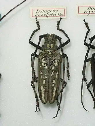 Batocera lineolata