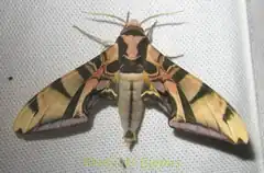 Batocnema coquerelii