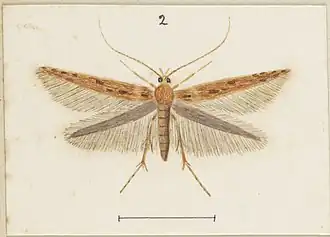 Batrachedra agaura