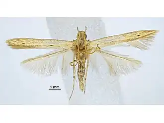 Batrachedra monophthalma